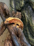 Wimpergekko/ crested gecko /correlophus ciliatus, Hagedis, 0 tot 2 jaar