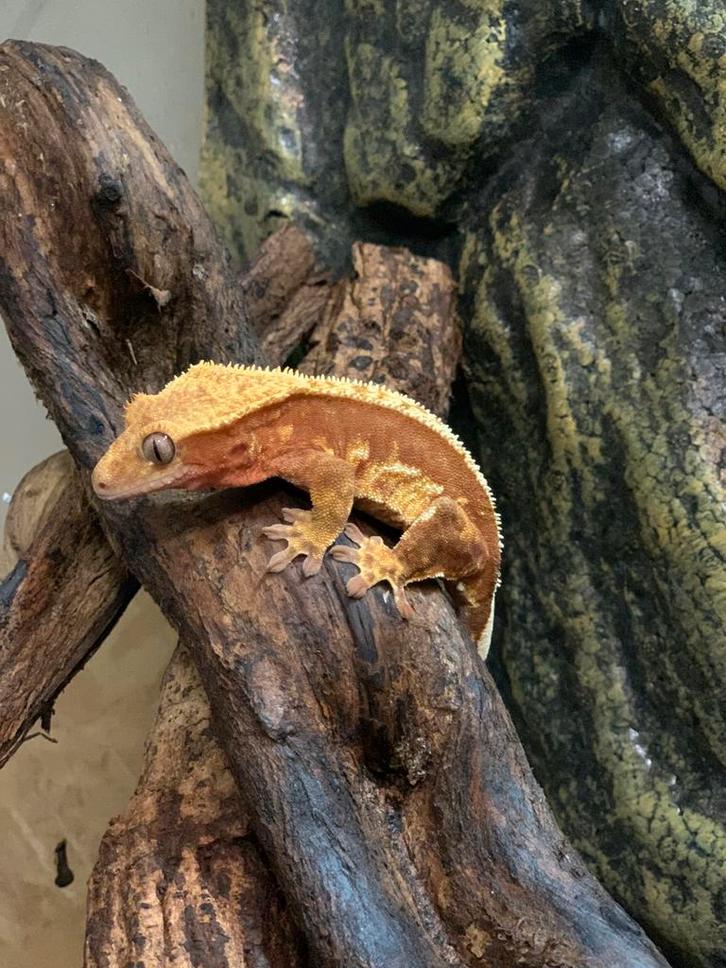 Wimpergekko/ crested gecko /correlophus ciliatus