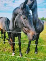3 jarige ruin Fontaine x Fidertanz, Dieren en Toebehoren, Paarden, Gechipt, Ruin, Dressuurpaard, Onbeleerd