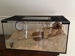 Hamsterverblijf hamsterscaping terrarium glazen hok, Dieren en Toebehoren, Zo goed als nieuw, Hok, Cavia, Ophalen
