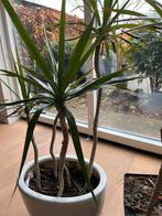 Dracena kamerplant in pot, Huis en Inrichting, Kamerplanten, 100 tot 150 cm, Overige soorten, In pot, Groene kamerplant
