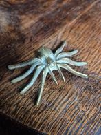 Bronzen koperen Spin - 8 cm doorsnede, Ophalen
