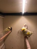 Koppel Geel Mozaik Kanaries plus jong(pop), Dieren en Toebehoren, Vogels | Kanaries, Meerdere dieren, Kleurkanarie