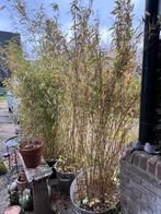 5 grote pollen bamboe. Exclusief de zinken teilen/speciekuip, Tuin en Terras, Planten | Bomen, Ophalen, Bloeit niet, Halfschaduw