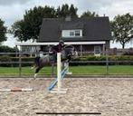 lieve sportive B pony, Dieren en Toebehoren, B, Gechipt, Ruin, 3 tot 6 jaar