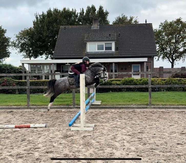 lieve sportive B pony, Dieren en Toebehoren, Pony's, Ruin, B, B pony (1.17m tot 1.27m), Recreatiepony, 3 tot 6 jaar, Met stamboom