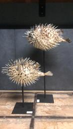 Kogelvis op statief, Antiek en Kunst, Ophalen of Verzenden