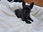 Cairn Terriër pups, Dieren en Toebehoren, Overige rassen, 8 tot 15 weken, Meerdere, Meerdere dieren