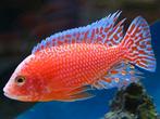 Gezocht!!!! Firefish vrouwen + multicolor vrouwen., Vis