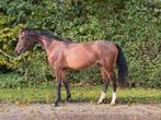 3,5 jarige merrie v. Corlou ps, Dieren en Toebehoren, Paarden, Merrie, Springpaard, Gechipt, Zadelmak
