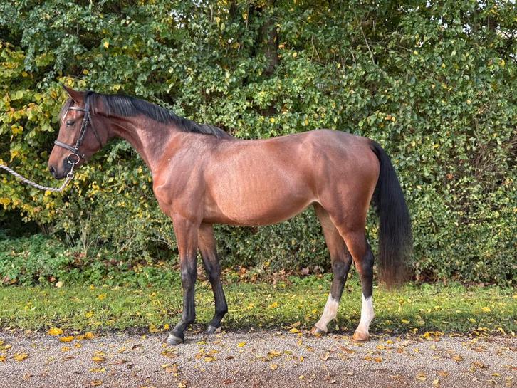 3,5 jarige merrie v. Corlou ps, Dieren en Toebehoren, Paarden, Merrie, Zadelmak, 160 tot 165 cm, 3 tot 6 jaar, Springpaard, Met stamboom