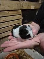 CH Teddy cavia zeugje 🩷, Dieren en Toebehoren, Knaagdieren, Cavia, Augustus, Vrouwelijk, Tam