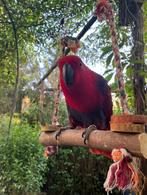 Edelpapegaai, Dieren en Toebehoren, Vrouwelijk, Papegaai, Pratend