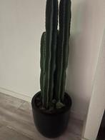 Grote Cactus - 130 cm - Peter v Son Waalwijk, 100 tot 150 cm, Groene kamerplant, Halfschaduw, Ophalen of Verzenden
