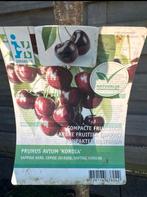 Jonge Kordia Kersenboom - Heerlijke Kersenoogst!, Tuin en Terras, Planten | Bomen, Lente, 100 tot 250 cm, Volle zon, In pot