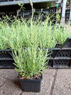 Lavendel diverse soorten a€1.50, Ophalen, Zomer, Overige soorten, Volle zon