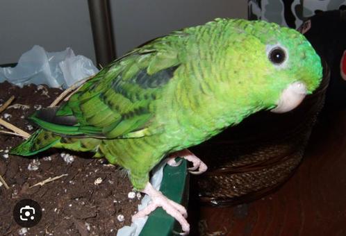 Catherina parkiet man gevraagd 3 tot 6 jaar oud, Dieren en Toebehoren, Vogels | Parkieten en Papegaaien, Parkiet, Mannelijk