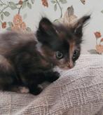 Kittens Maine Coon, Dieren en Toebehoren, Katten en Kittens | Overige Katten, Meerdere dieren