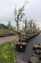 Prachtige 40-jarige Gieser Wildeman (stoof)perenbomen in Z, Lente, Volle zon, Ophalen of Verzenden, 250 tot 400 cm
