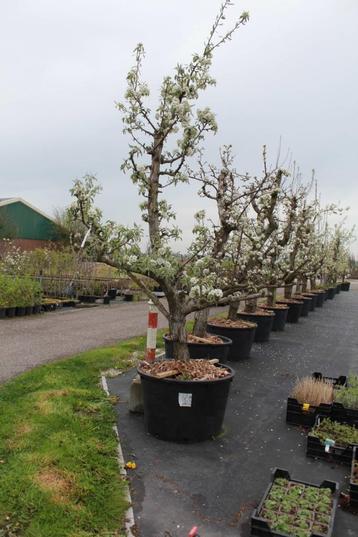   Prachtige 40-jarige Gieser Wildeman (stoof)perenbomen in Z beschikbaar voor biedingen
