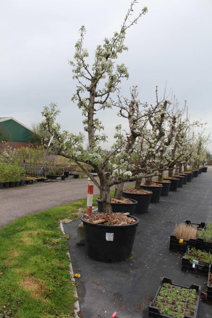 Prachtige 40-jarige Gieser Wildeman (stoof)perenbomen in Z, Tuin en Terras, Planten | Fruitbomen, Perenboom, 250 tot 400 cm, Volle zon