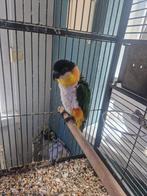Zwartkop caique mannetje, Dieren en Toebehoren, Mannelijk, Papegaai