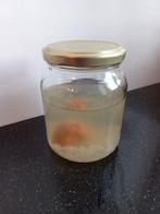 Waterkefir, Diversen, Ophalen