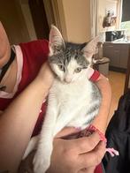 Halve ragdoll kitten, Dieren en Toebehoren, Katten en Kittens | Overige Katten, Kater, Kortharig, 0 tot 2 jaar