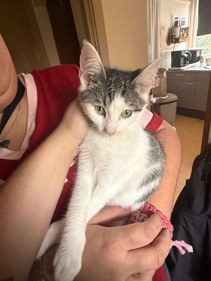Halve ragdoll kitten, Dieren en Toebehoren, Katten en Kittens | Overige Katten, Kortharig, Kater, 0 tot 2 jaar