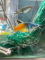 Jonge Melanotaenia Boesemani regenboogvis, Dieren en Toebehoren, Vis