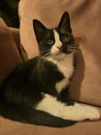 🥰Nog één kitten te koop! Gevaccineerd/gechipt/ontwormd!, Poes, Kortharig, 0 tot 2 jaar