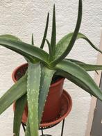 Echte Aloe Vera planten uit Curaçao voor 7,50 euro per plant, Ophalen, Overige soorten, Minder dan 100 cm