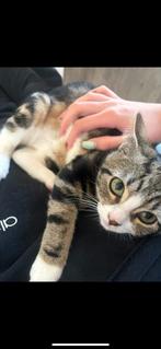 Onze lieve Lexi zoekt een nieuw warm huisje, Dieren en Toebehoren, Katten en Kittens | Raskatten | Korthaar, Poes, Gechipt, 0 tot 2 jaar