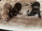 Kortharig teefje creme, Teef, Meerdere, Chihuahua, Nederland
