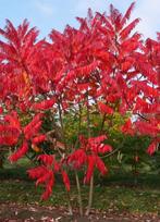 🍁FLUWEELBOOM AZIJNBOOM RHUS TYPHINA PRUIKENBOOM BOOM PLANT, In pot, Zomer, Overige soorten, Volle zon