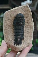 Trilobiet Fossiel (nr. 5), Verzamelen, Mineralen en Fossielen, Ophalen of Verzenden, Fossiel