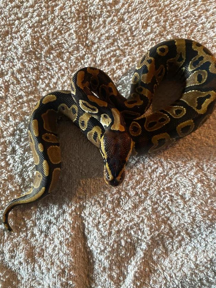 Python regius nakweek 2025, Dieren en Toebehoren, Reptielen en Amfibieën, Slang, 0 tot 2 jaar