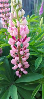 Lupine Russel Hybrid roze mix, Ophalen of Verzenden, Voorjaar, Volle zon, Zaad