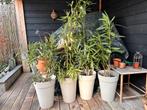 4 oleanders met pot in 4 verschillende kleuren, Tuin en Terras, Planten | Tuinplanten, Ophalen of Verzenden