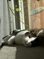 Lief huisje gezocht voor onze Bibbel, Dieren en Toebehoren, Kater