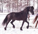 Aangeboden: Friese ruin, Dieren en Toebehoren, Minder dan 160 cm, Met stamboom, Ruin, Zadelmak