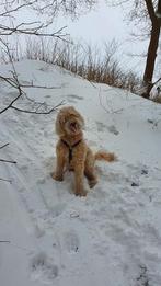 Labradoodle dekreu, Dieren en Toebehoren, Honden | Dekreuen, 6 jaar of ouder, Rabiës (hondsdolheid), Reu, Eén hond