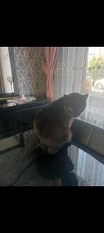 poes, Dieren en Toebehoren, Katten en Kittens | Raskatten | Korthaar, Poes, 3 tot 5 jaar
