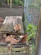 Konijntjes combi rode nieuwzeelander en rex, Dieren en Toebehoren, Konijnen, Vrouwelijk, Middelgroot