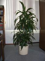 Dracaena drakenbloedboom, Ophalen, Overige soorten, Halfschaduw, 150 tot 200 cm