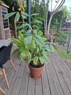 visstaart palm coryota mitis, Ophalen, Palm, Halfschaduw, Minder dan 100 cm