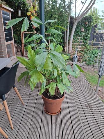 visstaart palm coryota mitis beschikbaar voor biedingen