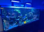 GEZOCHT zeeaquarium inhoud/koralen/vissen, Ophalen of Verzenden, Zo goed als nieuw, Gevuld zeewateraquarium