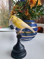 Opgezette gele kanarie, taxidermie, vogel op ornament., Verzamelen, Dierenverzamelingen, Ophalen of Verzenden, Zo goed als nieuw