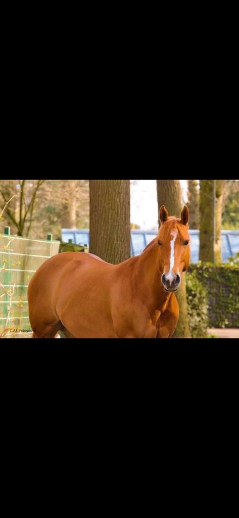 APHA merrie te koop, Dieren en Toebehoren, Paarden, Merrie, Minder dan 160 cm, 7 tot 10 jaar, Westernpaard, Met stamboom, Gechipt